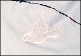 birddetail.jpg